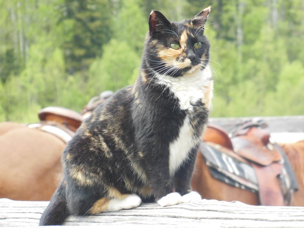 Wells Gray Guest Ranch 호텔 클리어워터비치 외부 사진